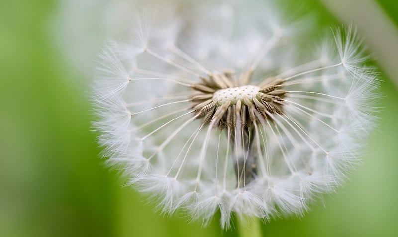Spellbound Seeds